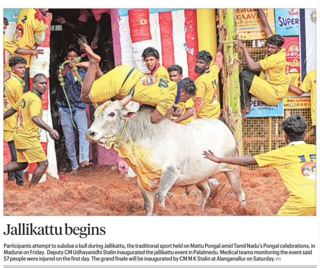 Jallikattu in Tamil Nadu