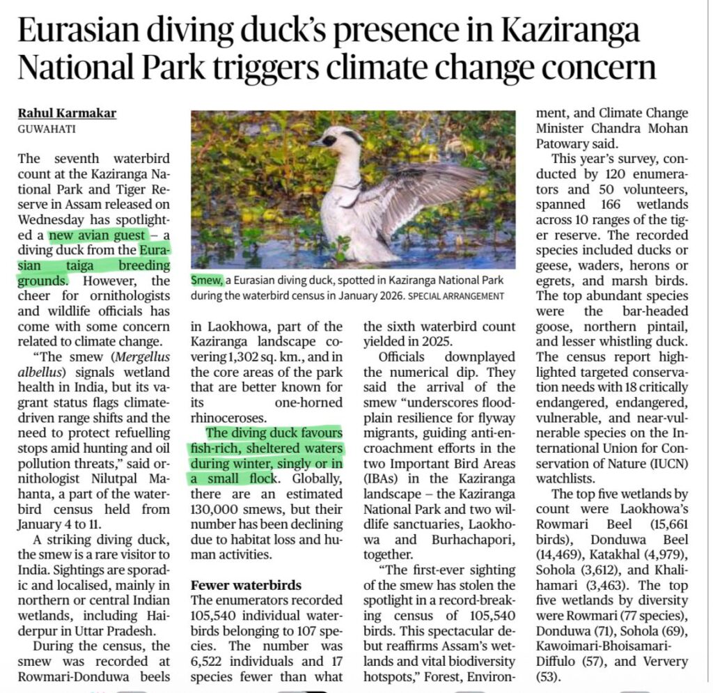 Eurasian Smew in Kaziranga