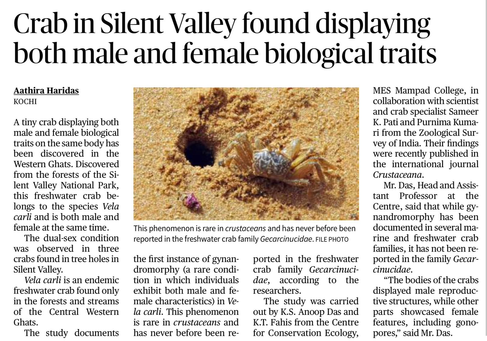 Gynandromorphy in Crab