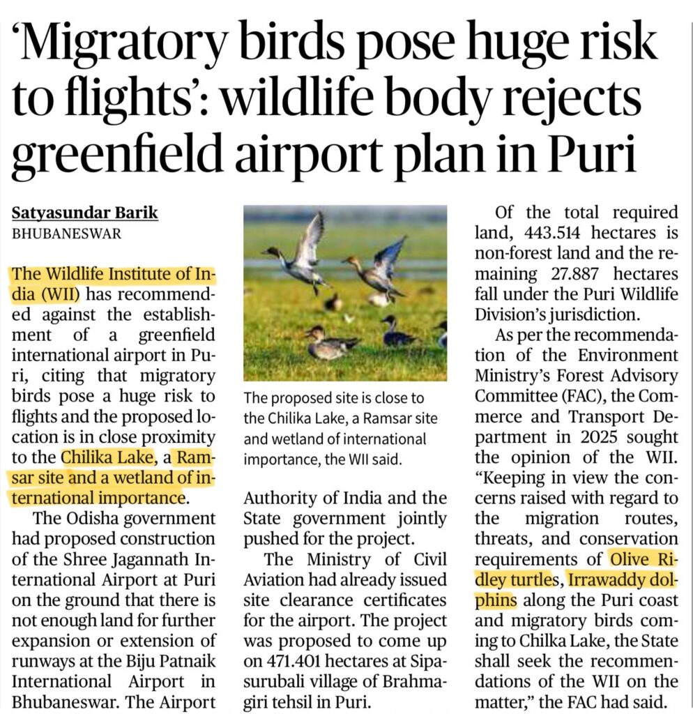 Chilika Lake migratory birds