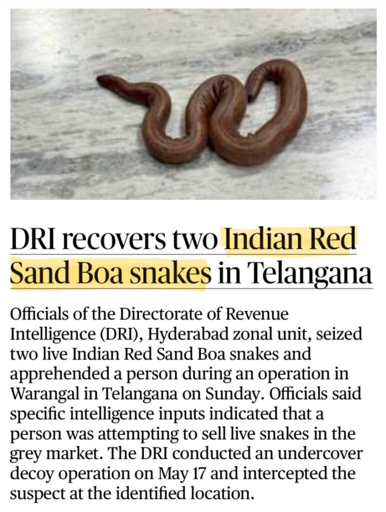 Indian Red Sand Boa